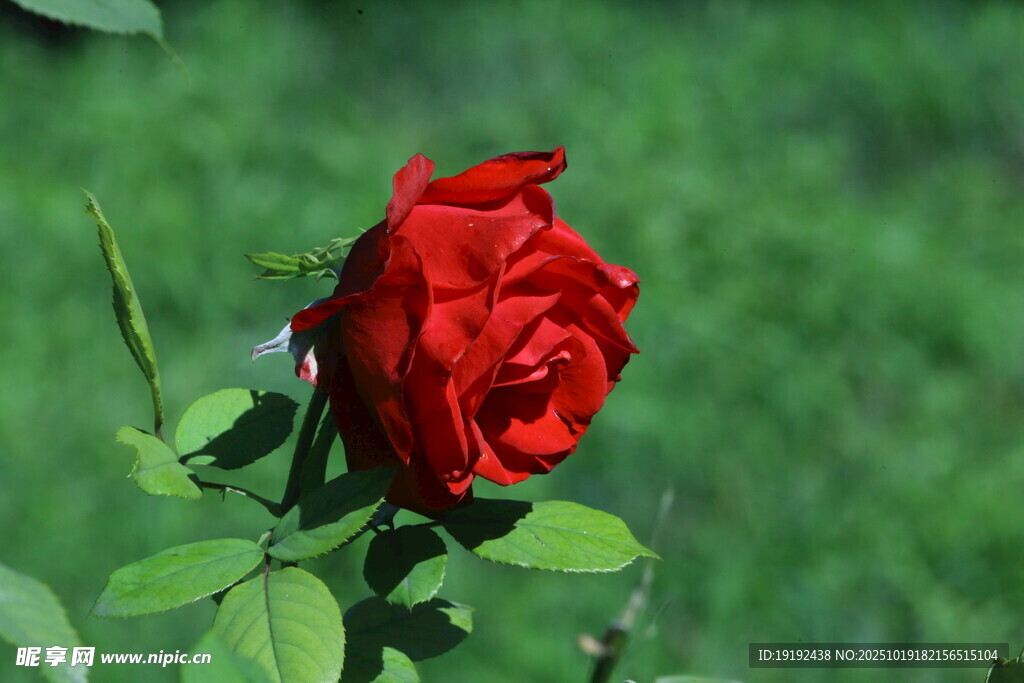 月季花 