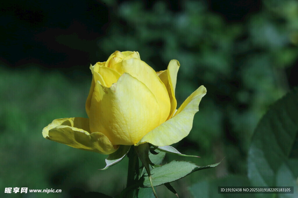 月季花  