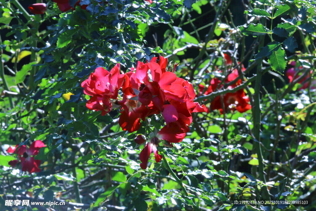 月季花 