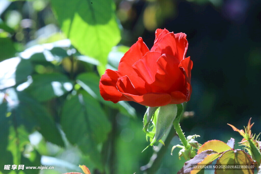 月季花 