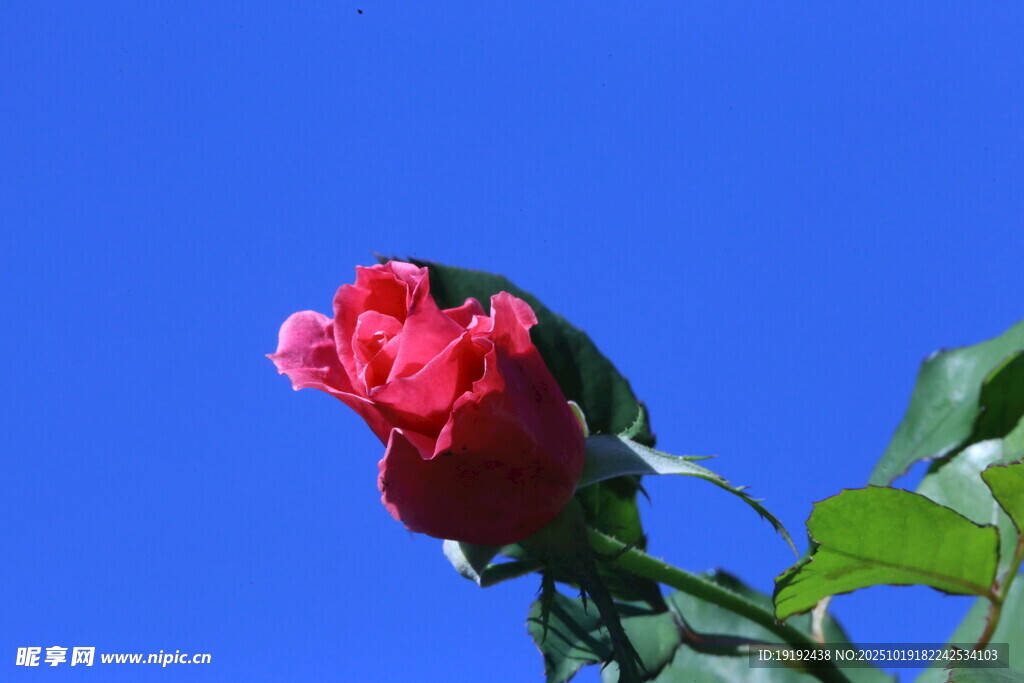 月季花  