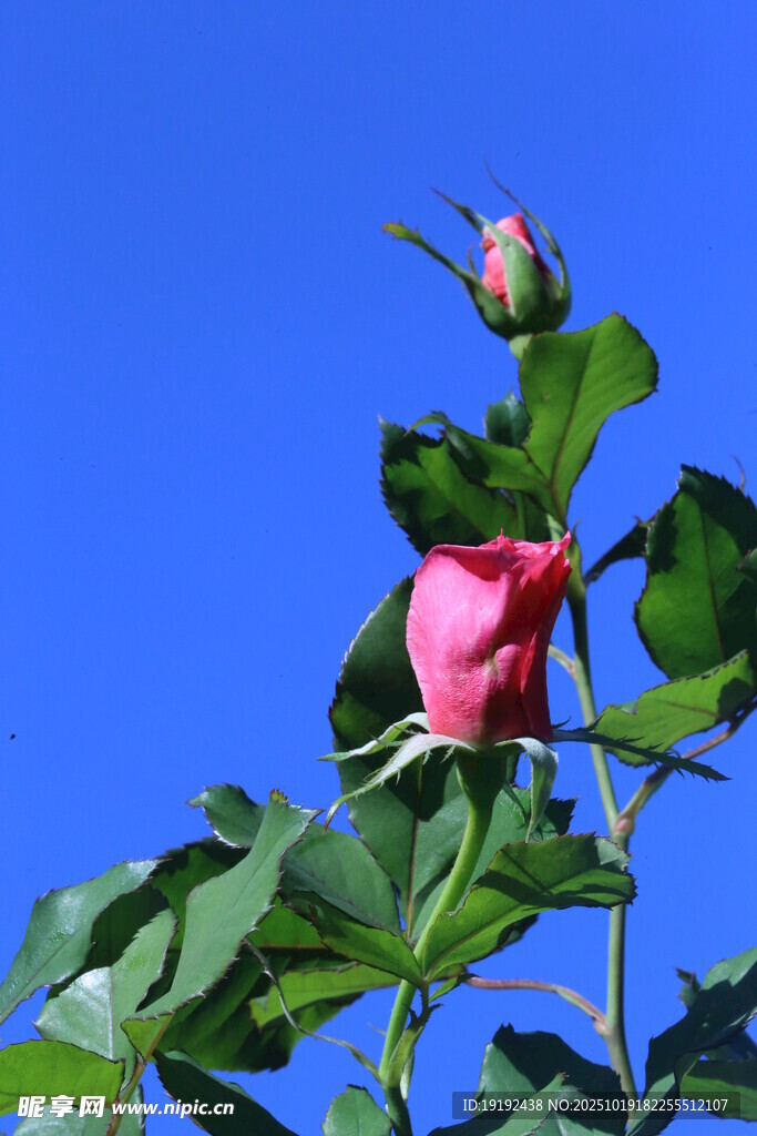 月季花 