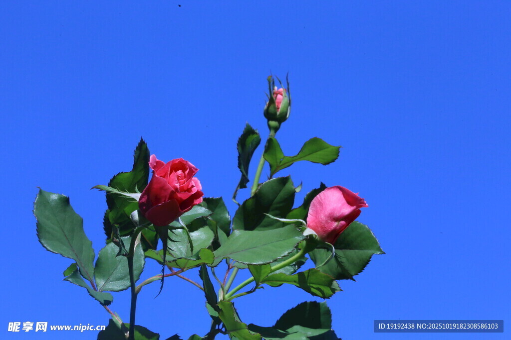 月季花  