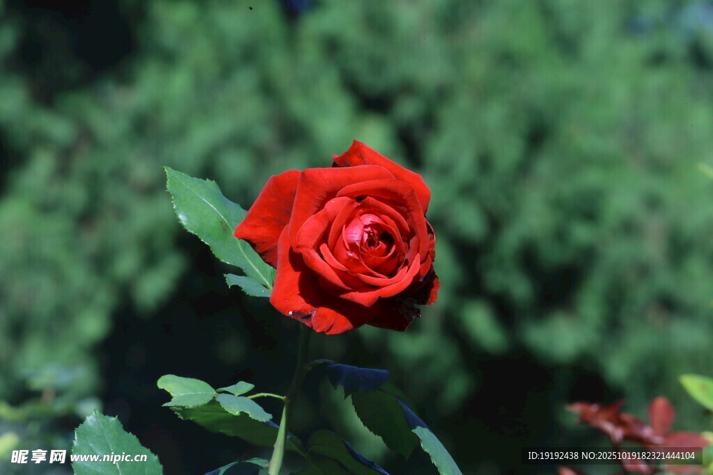月季花 