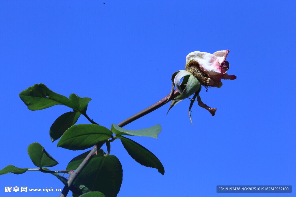 月季花 