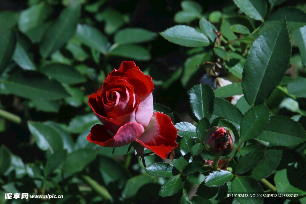 月季花 