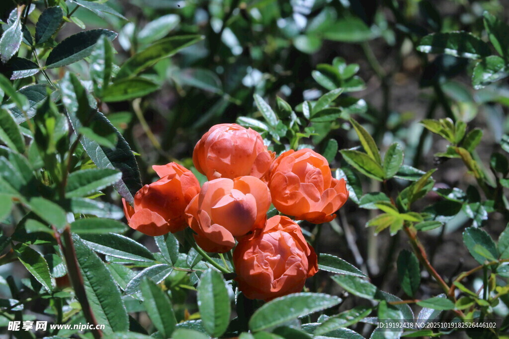 月季花 