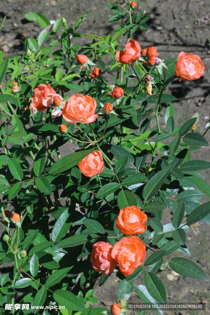 月季花 