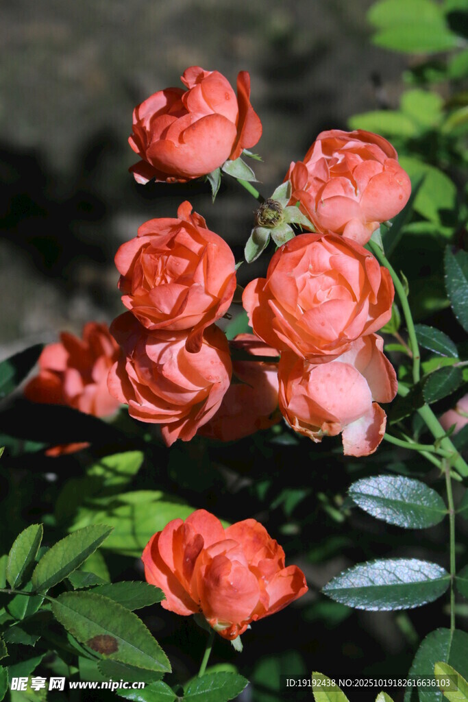 月季花  