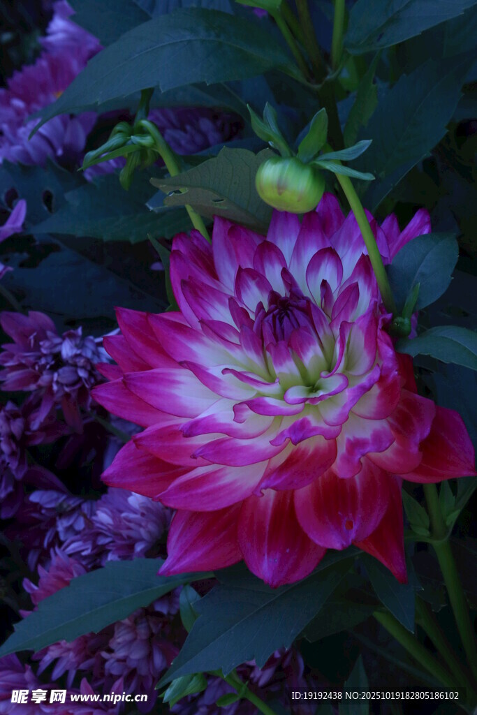 大丽花  
