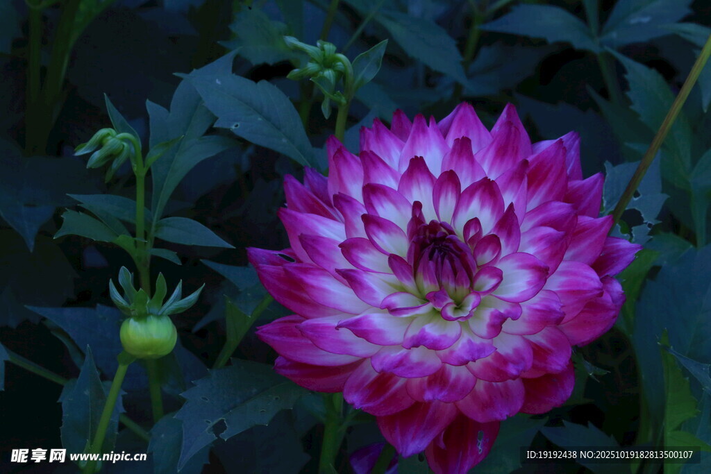 大丽花 