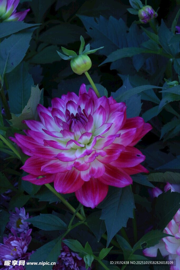 大丽花  