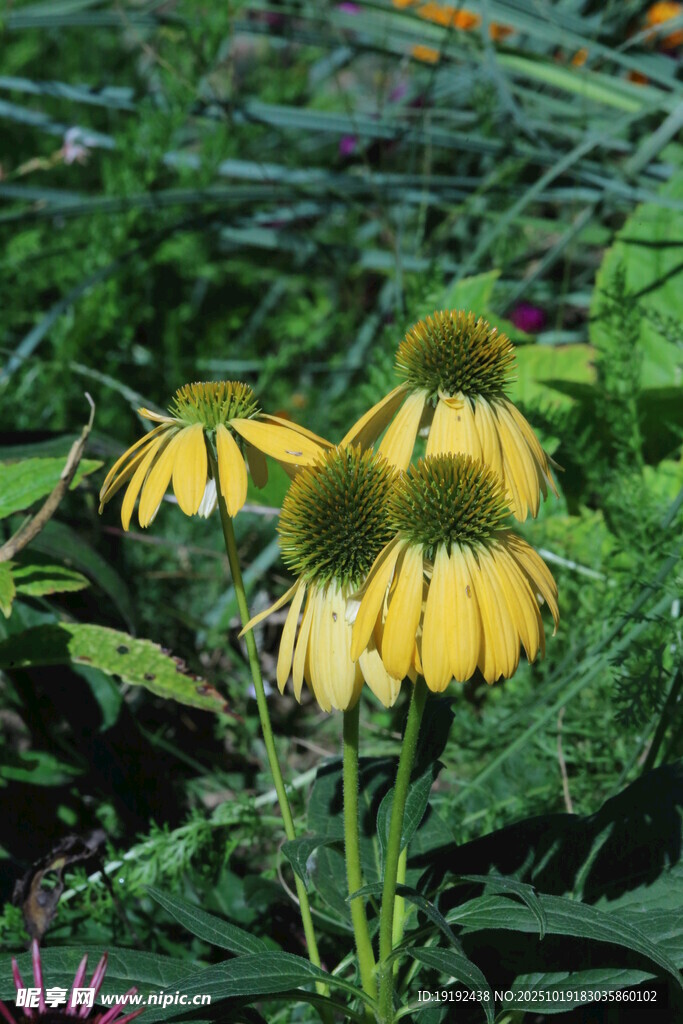 松果菊 