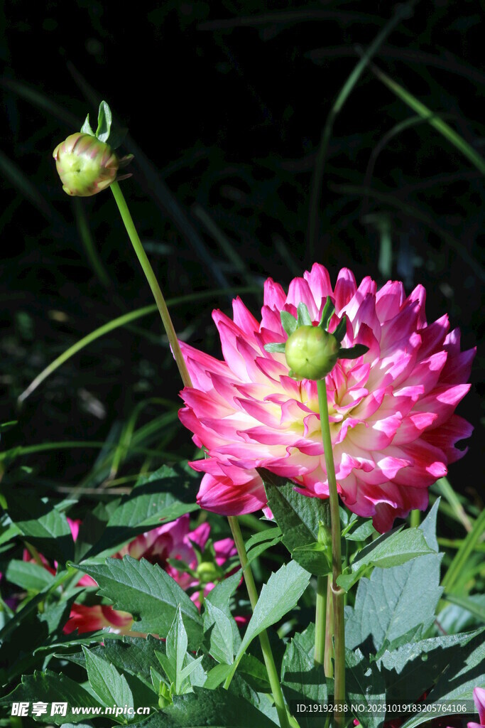大丽花  