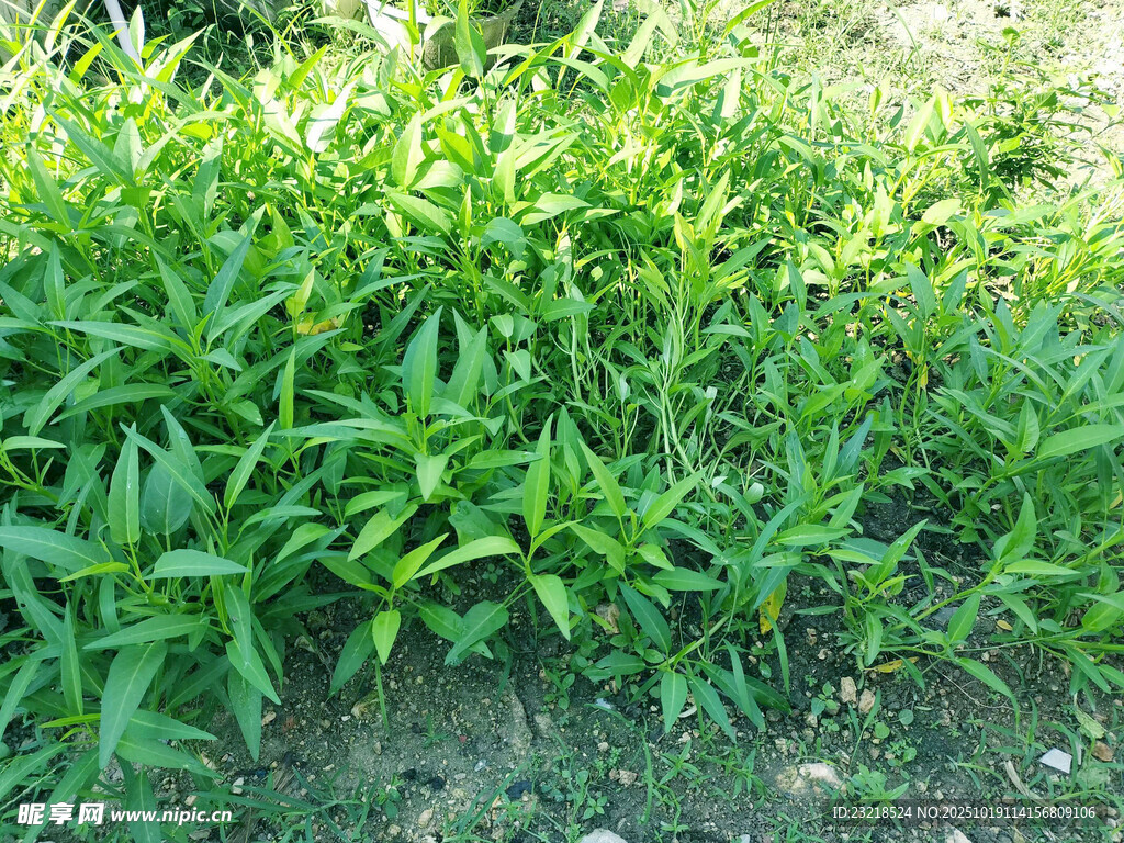 通心菜