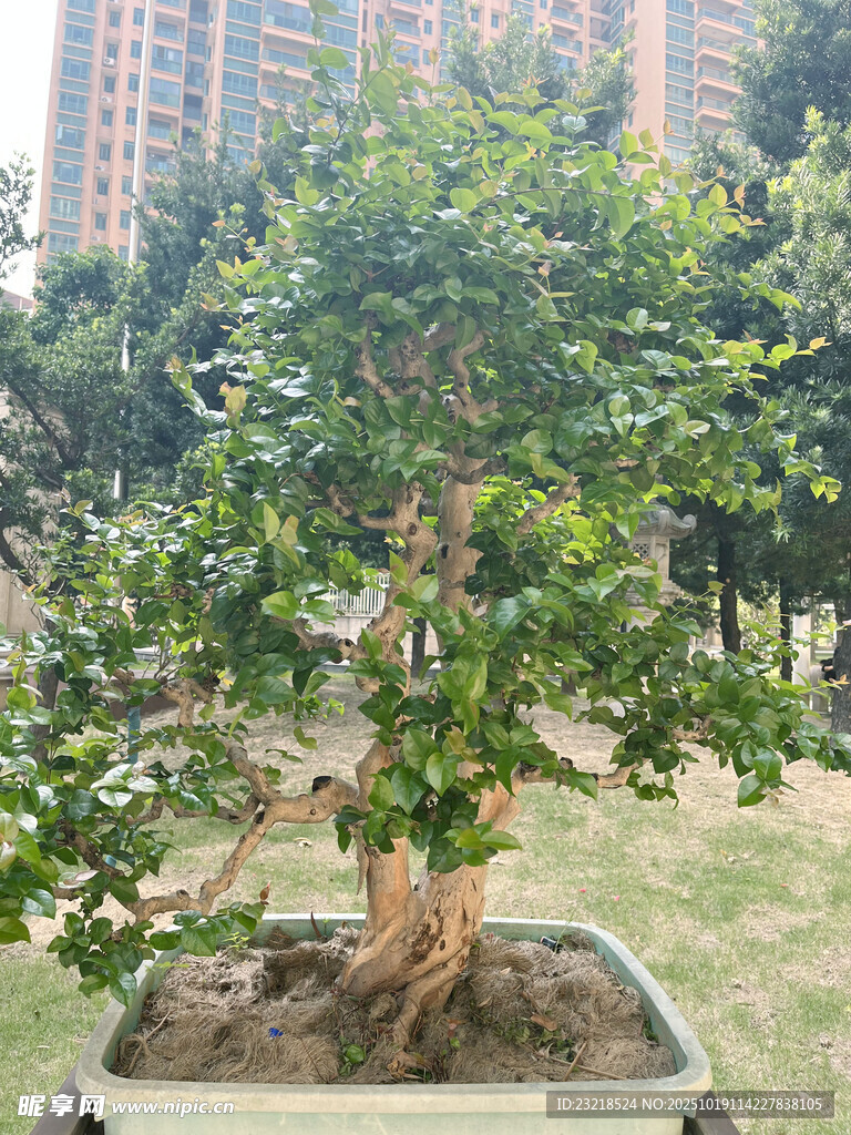 紫薇树