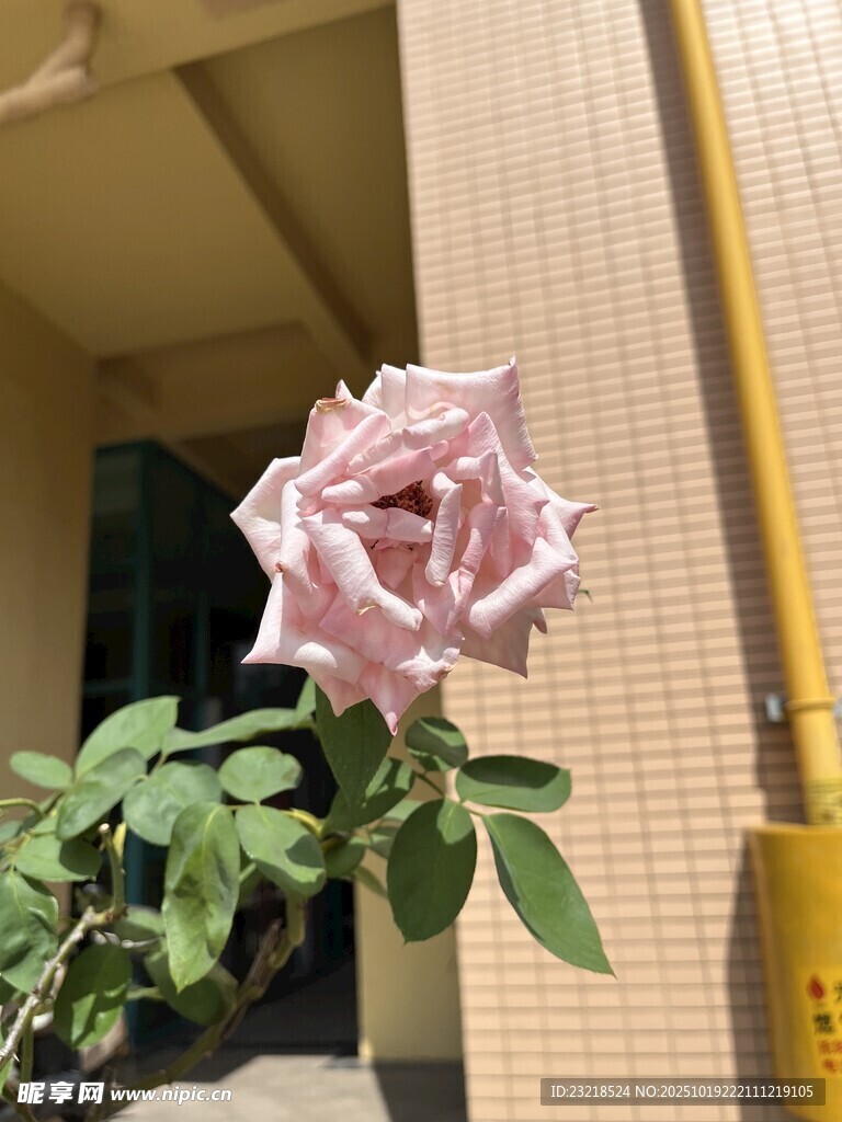 月季花