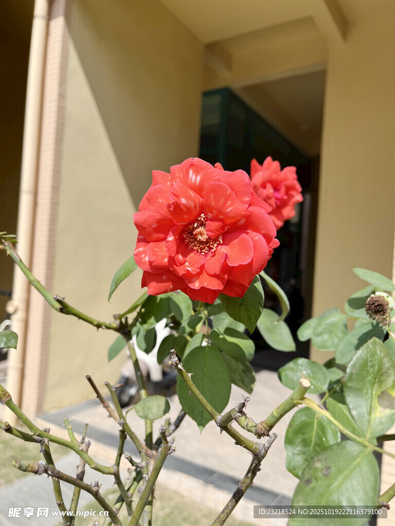 月季花