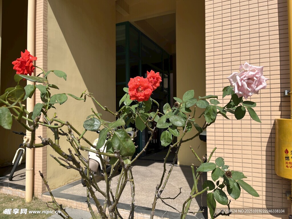月季花