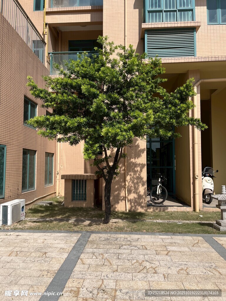 树