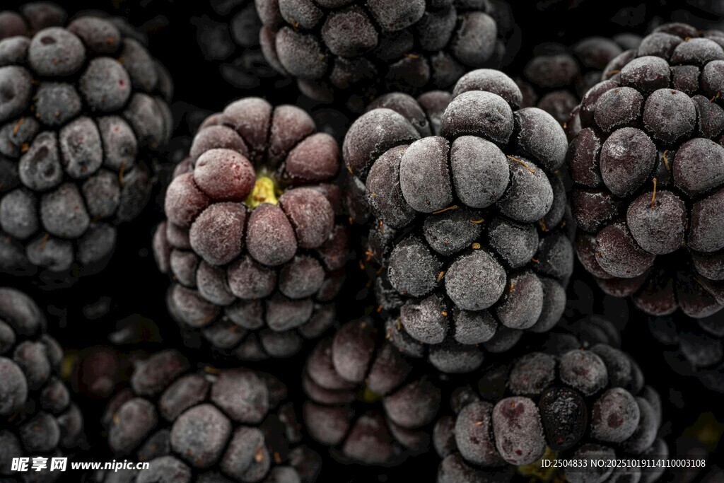 饱满桑葚 诱人的紫色果实