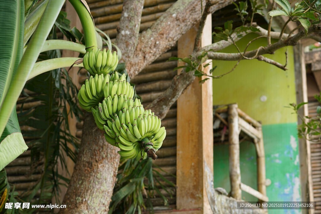 树上成串绿香蕉