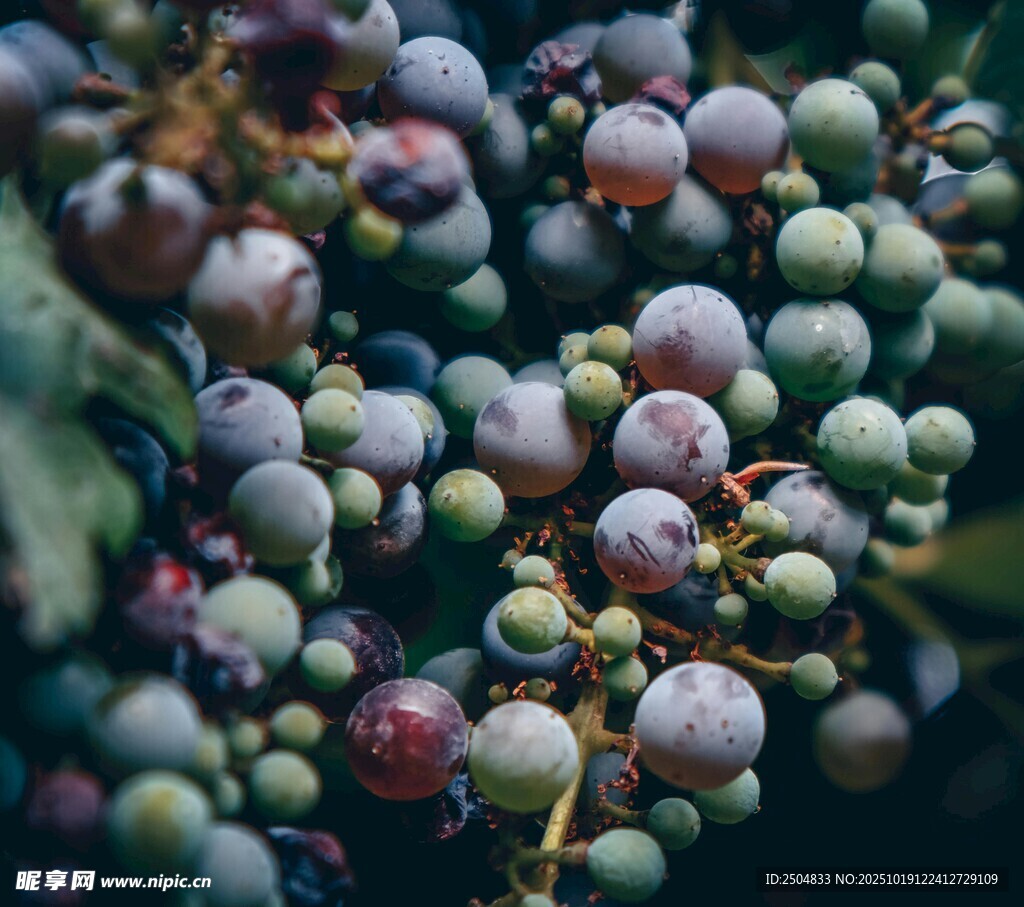 成熟与青涩并存的葡萄串