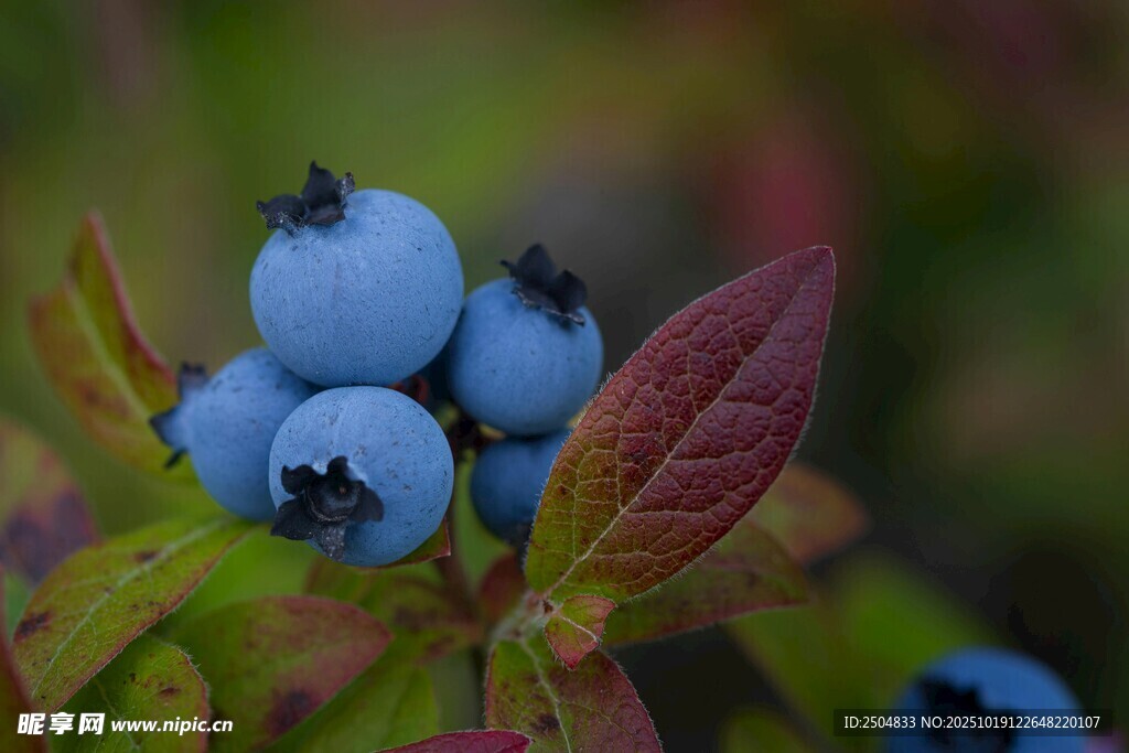 蓝紫色蓝莓与绿叶红边