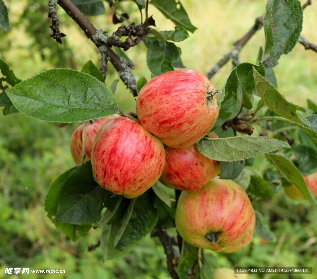枝头红苹果 自然好风光