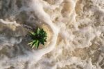 海浪中的绿色仙人掌