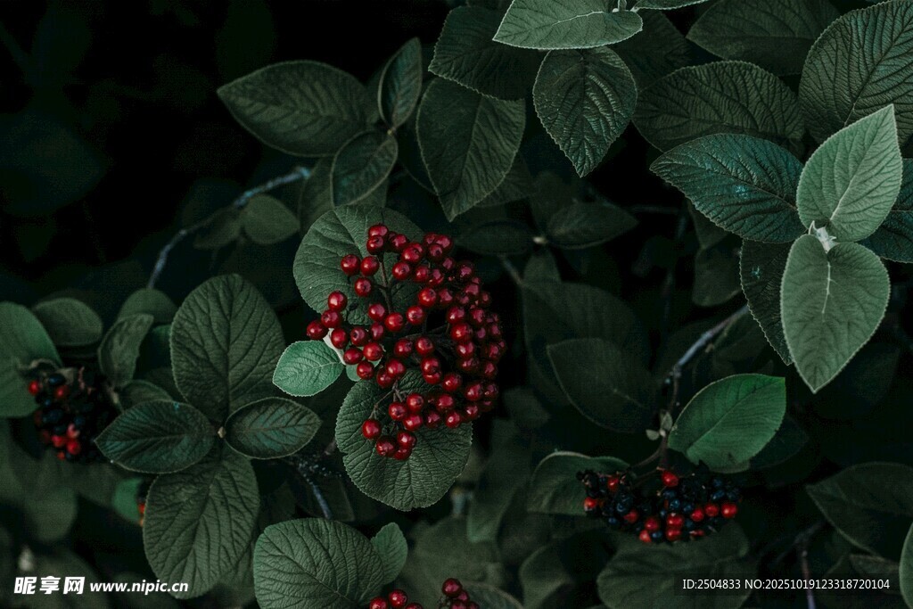 绿叶间的红果