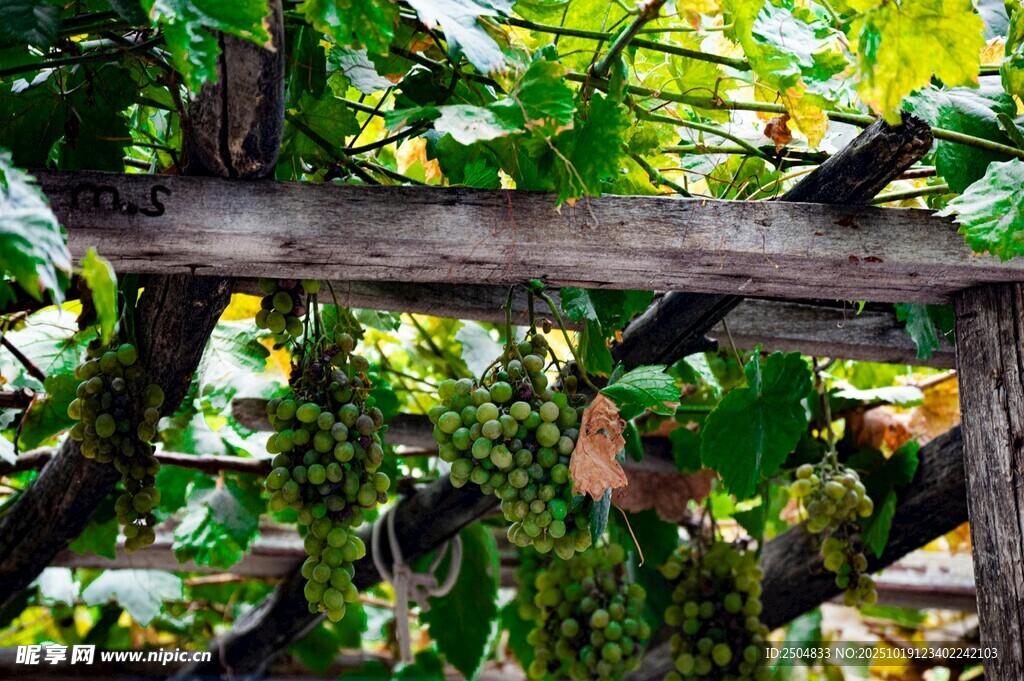 葡萄架下的自然景致