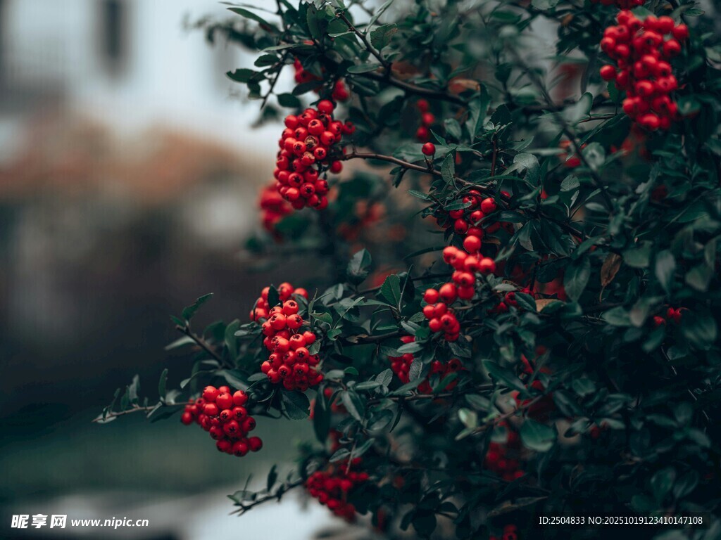 红果满枝的翠绿植物