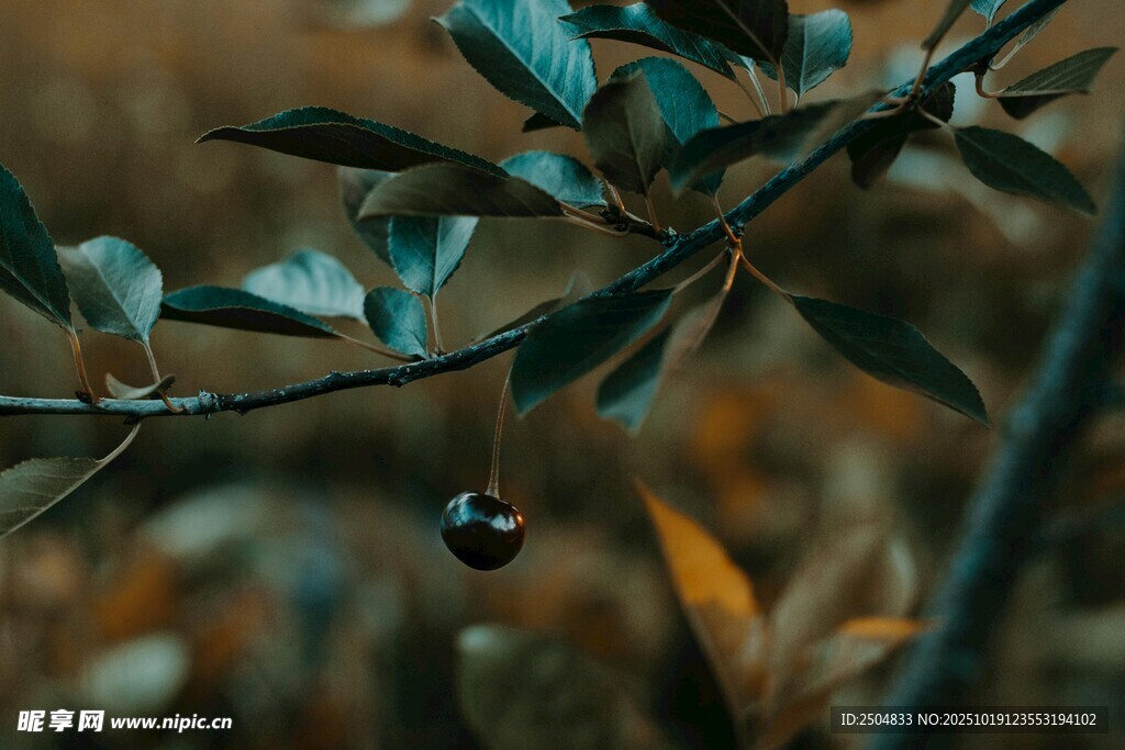 枝头绿叶与果实的景致