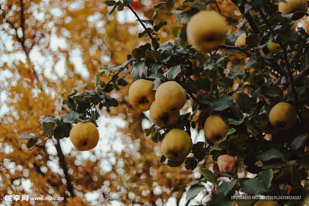 枝头硕果累累的黄澄澄果实
