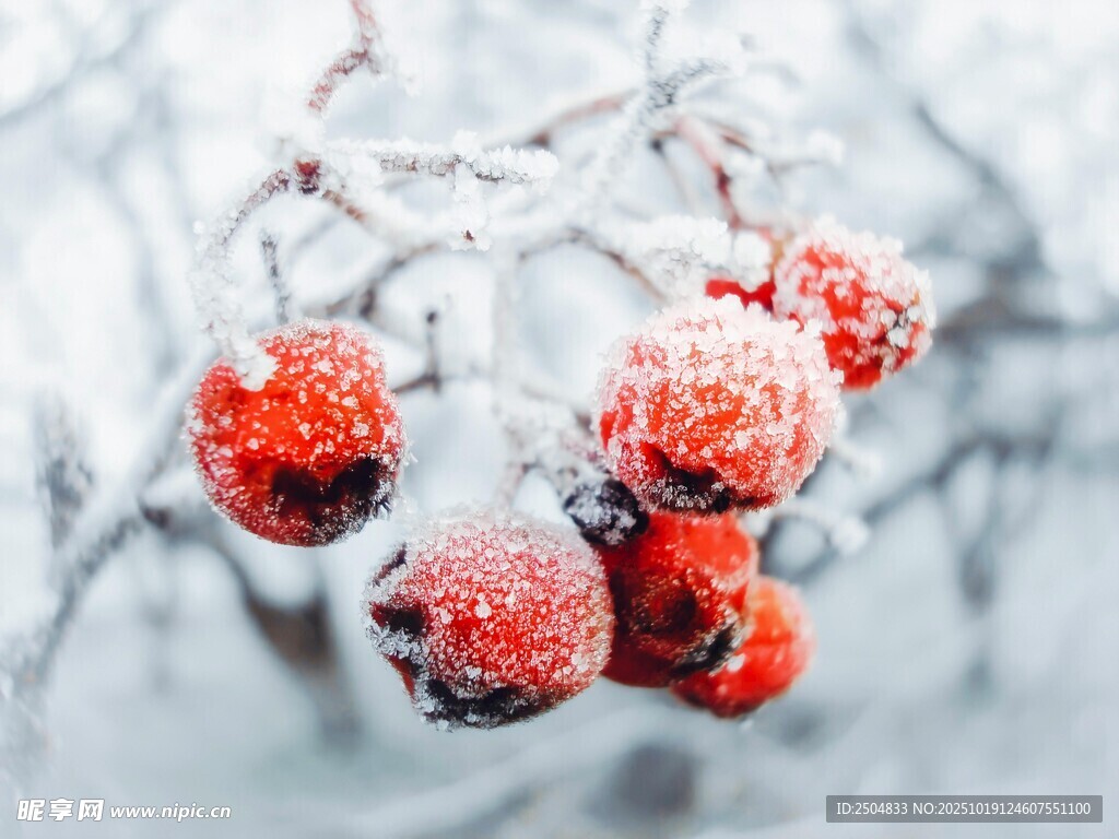 覆霜红果枝头俏