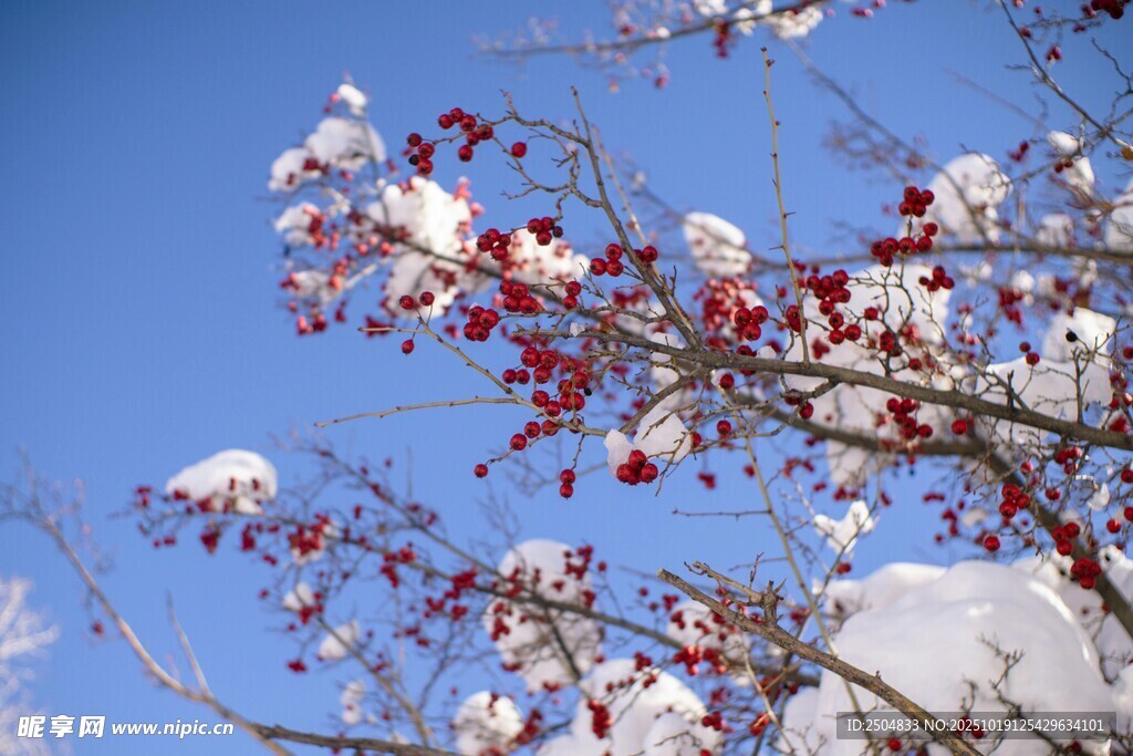 雪覆红果枝头美景
