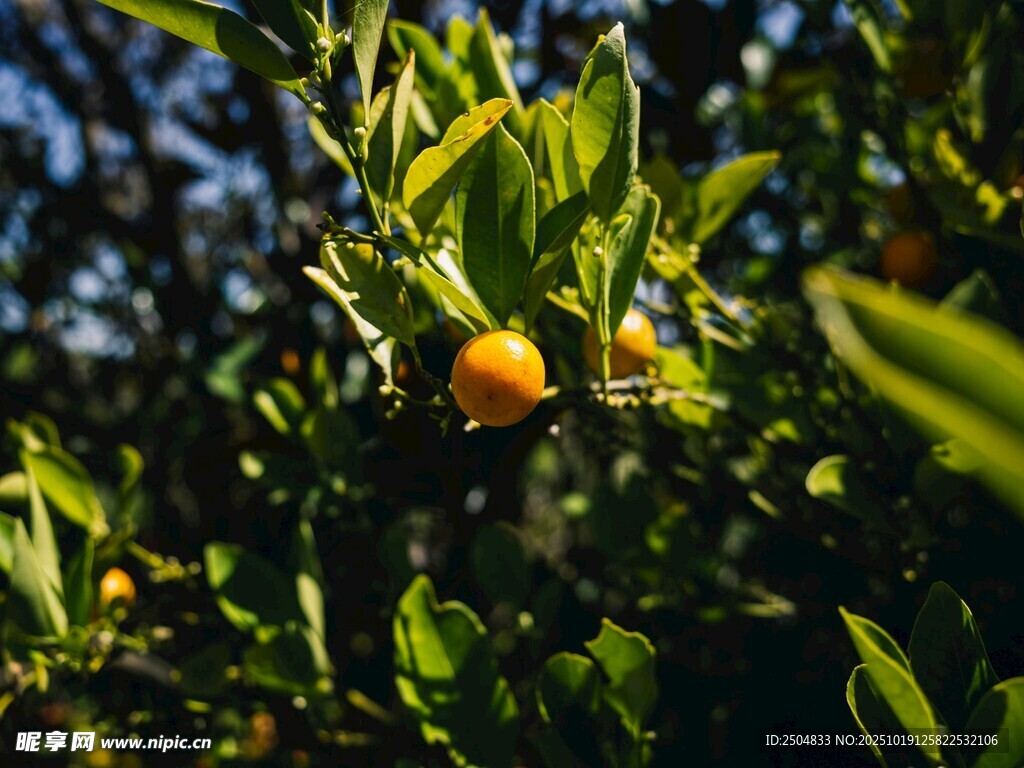 枝头挂着的饱满黄橙子