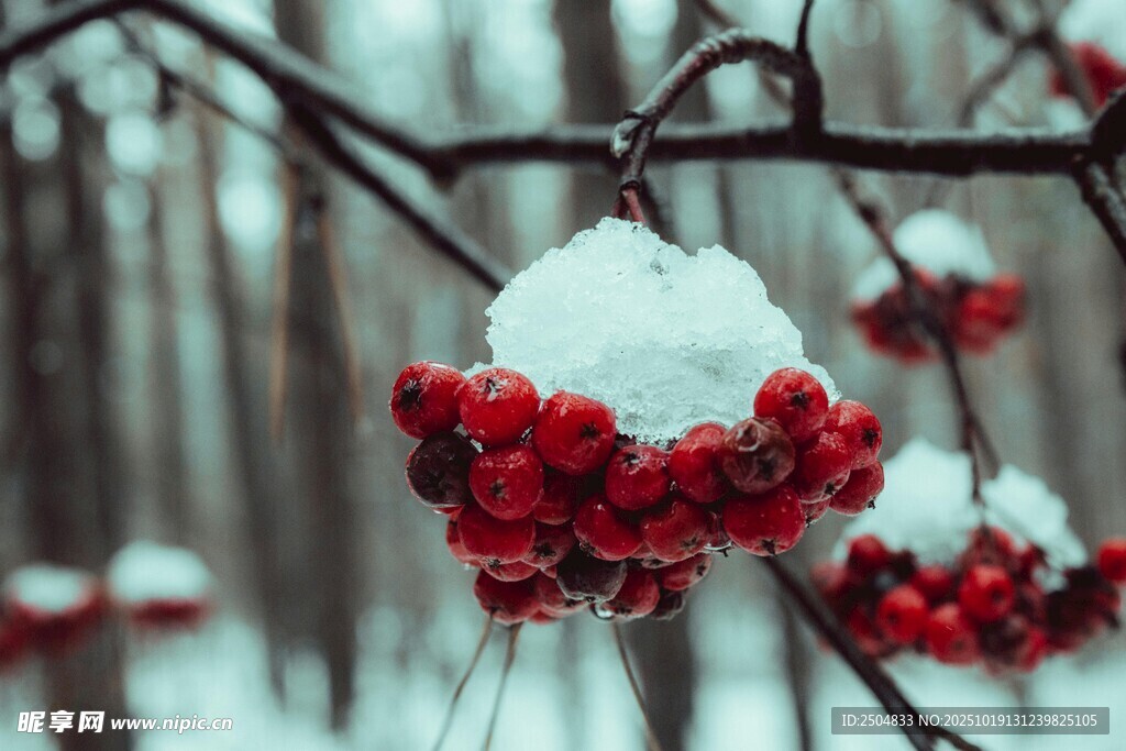 枝头覆雪的红色浆果
