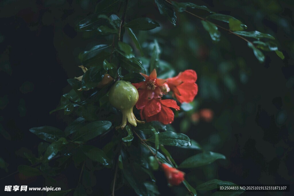枝头娇艳石榴花与果