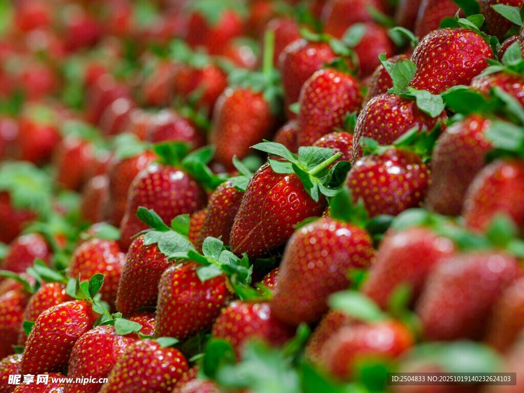 新鲜饱满的草莓大丰 