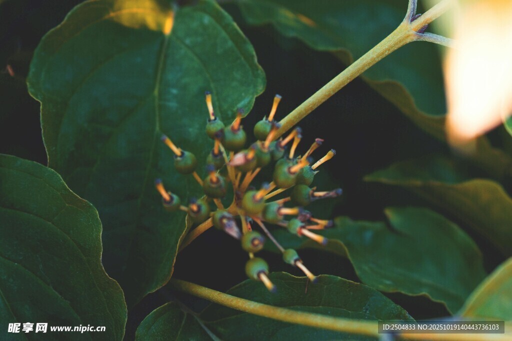 绿叶丛中的独特植物花苞