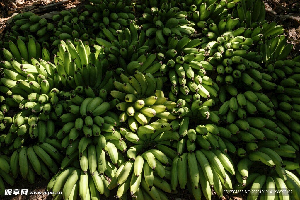 大量青香蕉堆放在一起