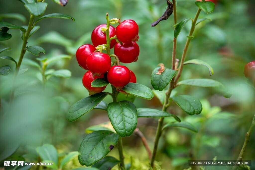 红果挂枝 绿意间的艳丽