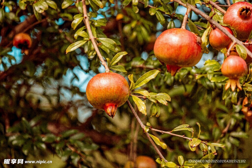 枝头红石榴 秋日好风光