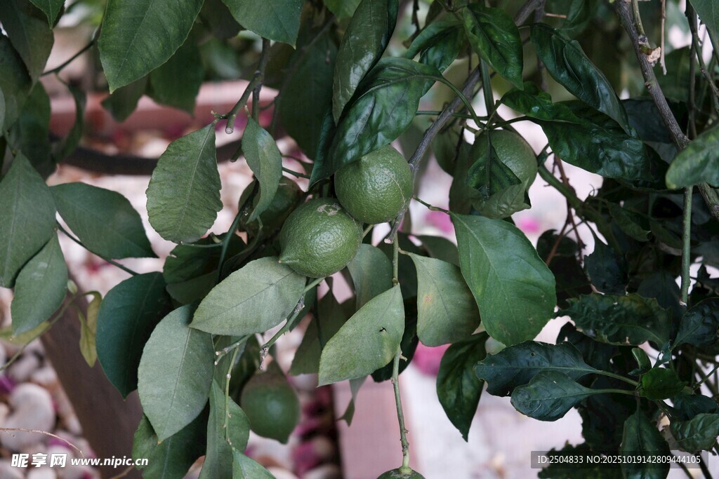 绿叶繁茂的植物景象