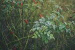 带露珠的野外红色植物