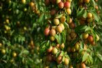 挂满果实的繁茂李子树