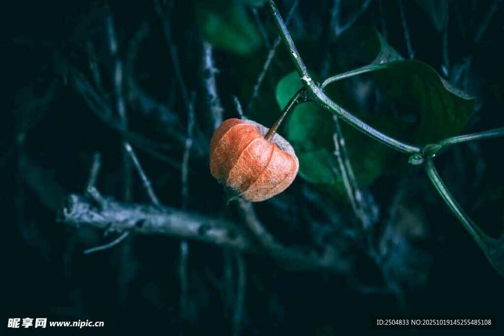 枝头红果 隐于幽绿之间