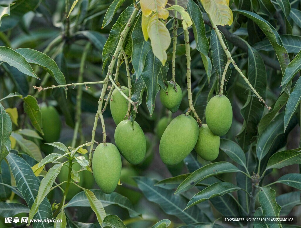 枝头青芒果 果实挂绿叶
